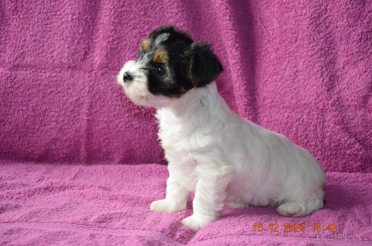 štěňata biewer teriera - 5