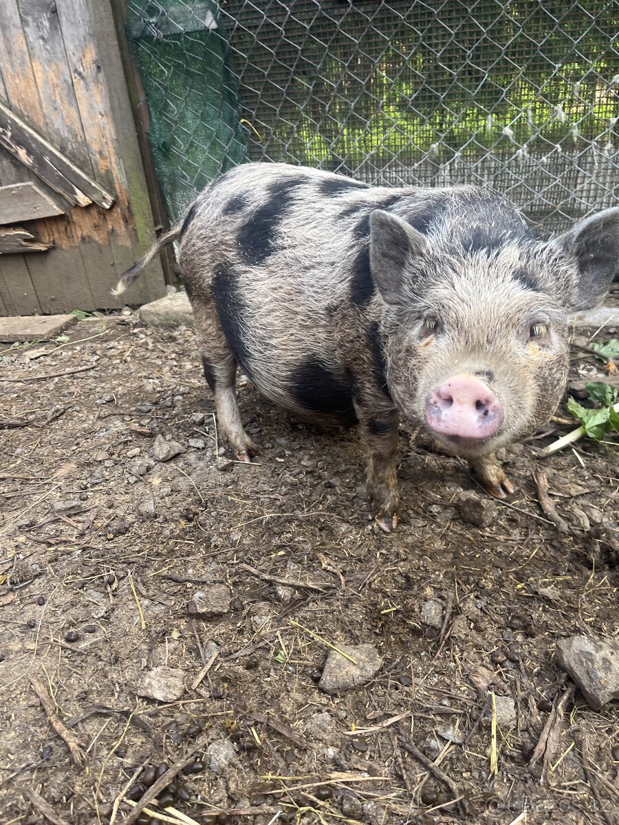 Gottingenská sviňka k chovu - 5