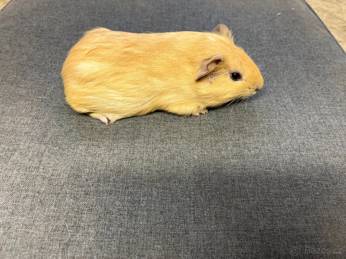 Morče, morčata - hladká, prodej - 5