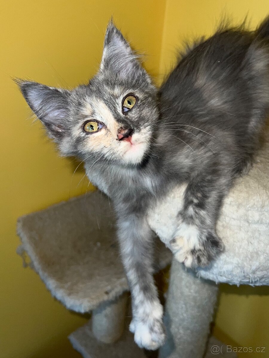 Mainská mývalí křížená koťátka - 5