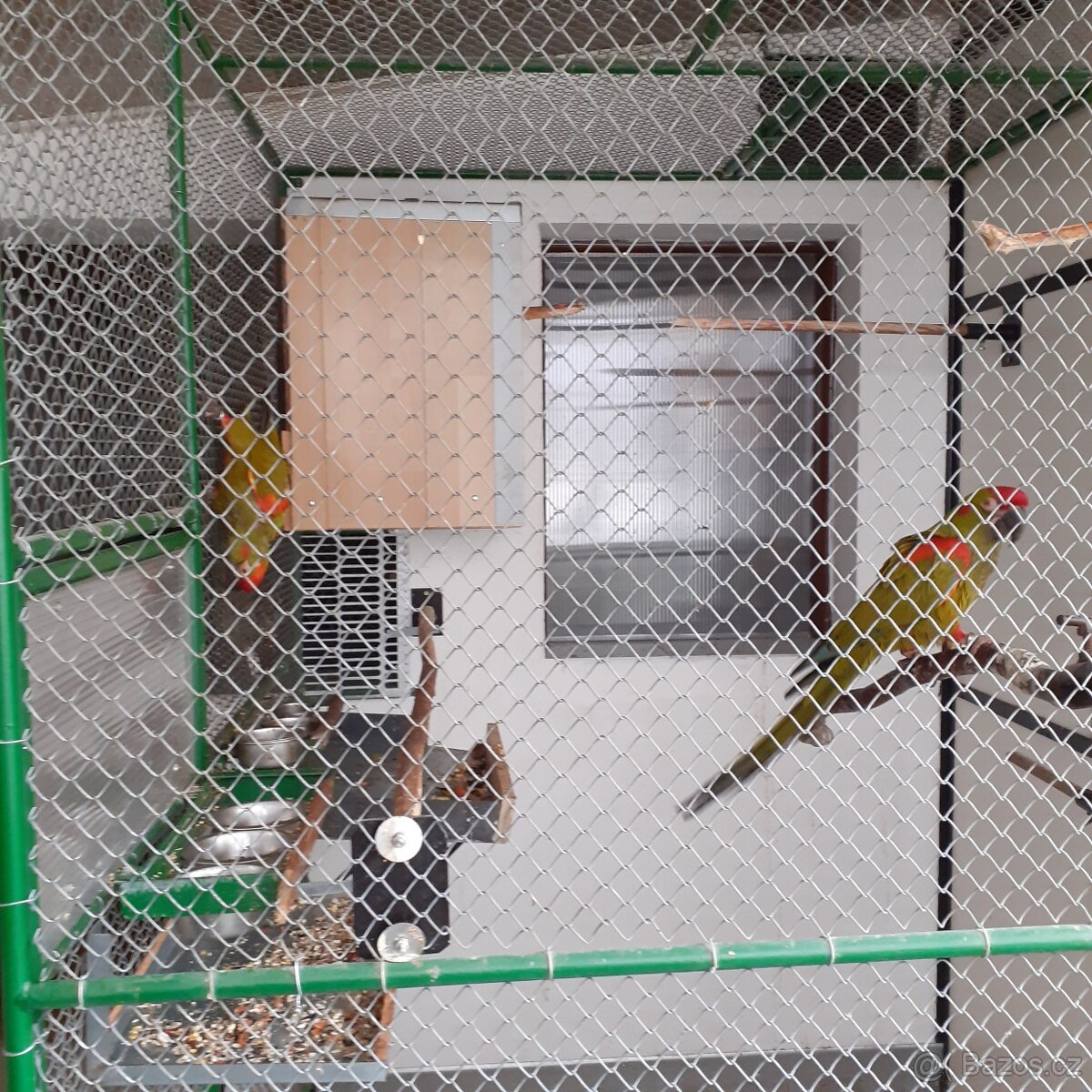 Ara rubrogenys - 5
