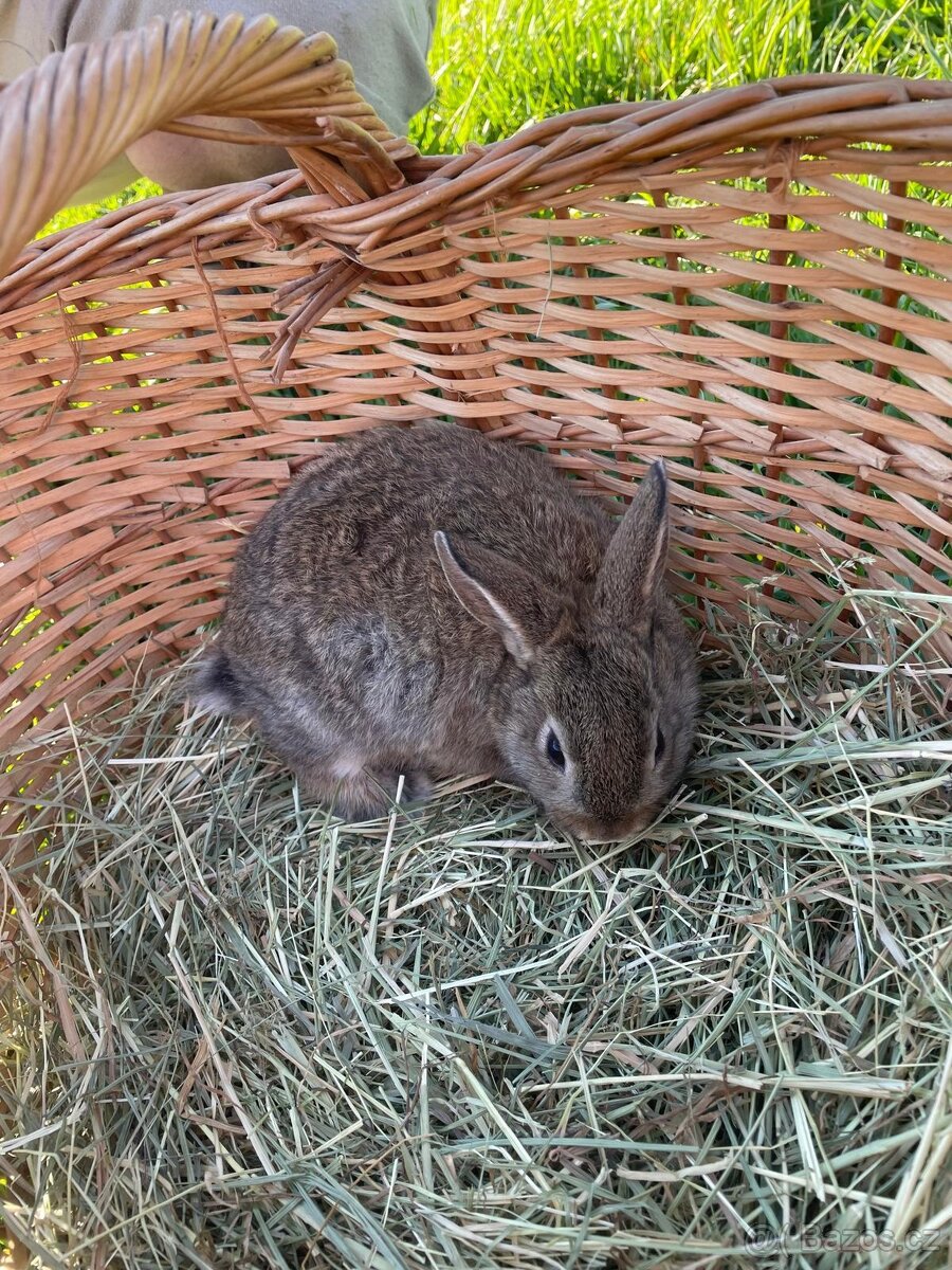 Zakrslí králíčci - 5