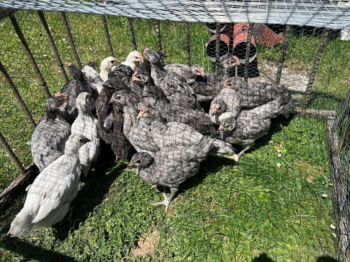 Násadová vajíčka - 5