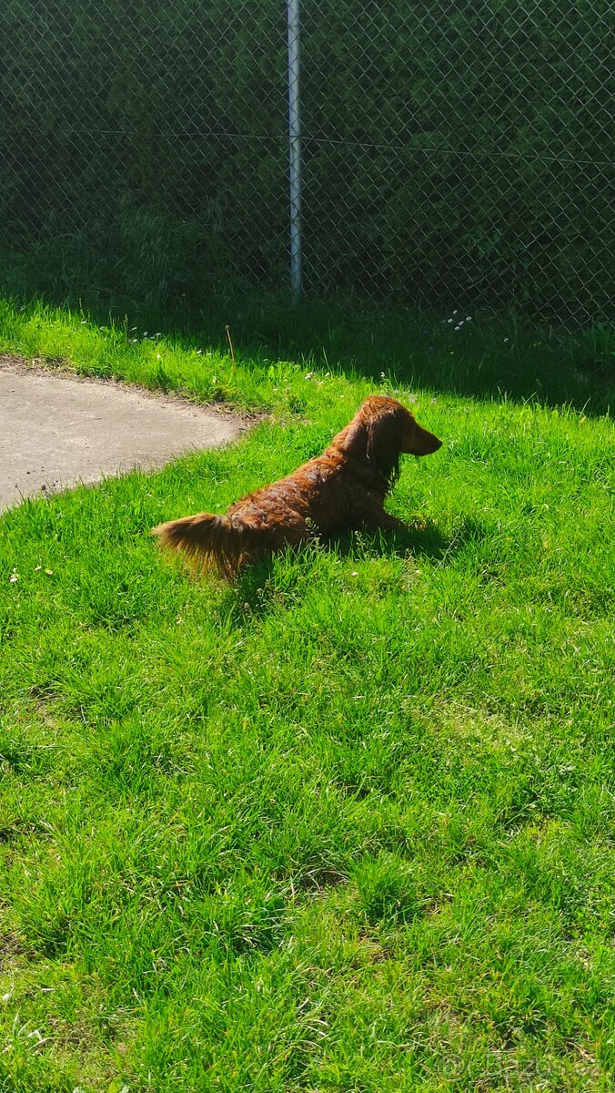 Jezevčík dlouhosrstý standard - 5