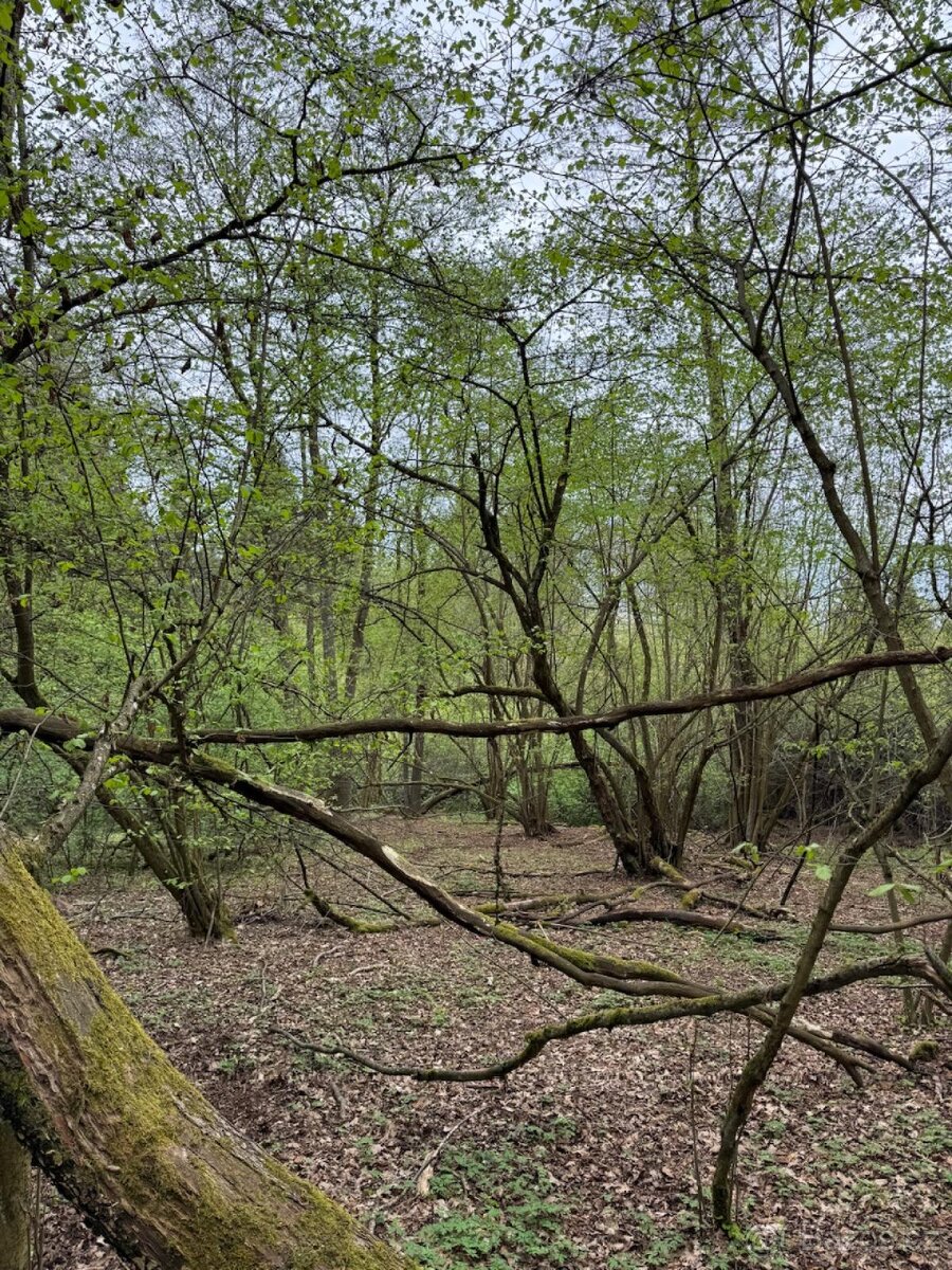 Prodám lesní pozemek v k.ú. Bednáreček - 5