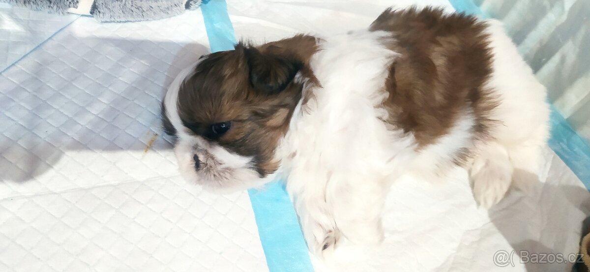 Prodám štěňátko Shih tzu - 5