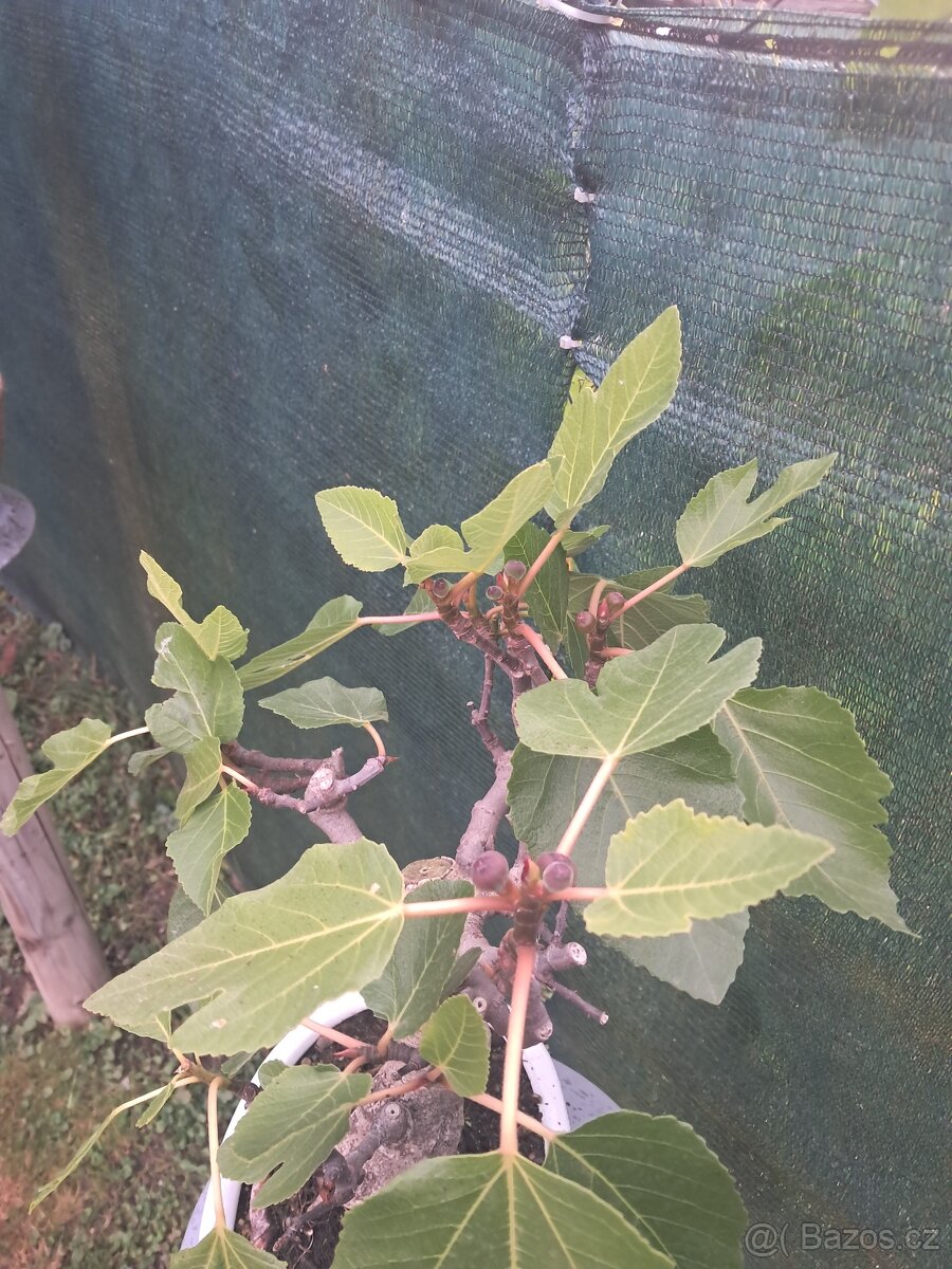 Bonsaj, bonsai Smokvoň - 5