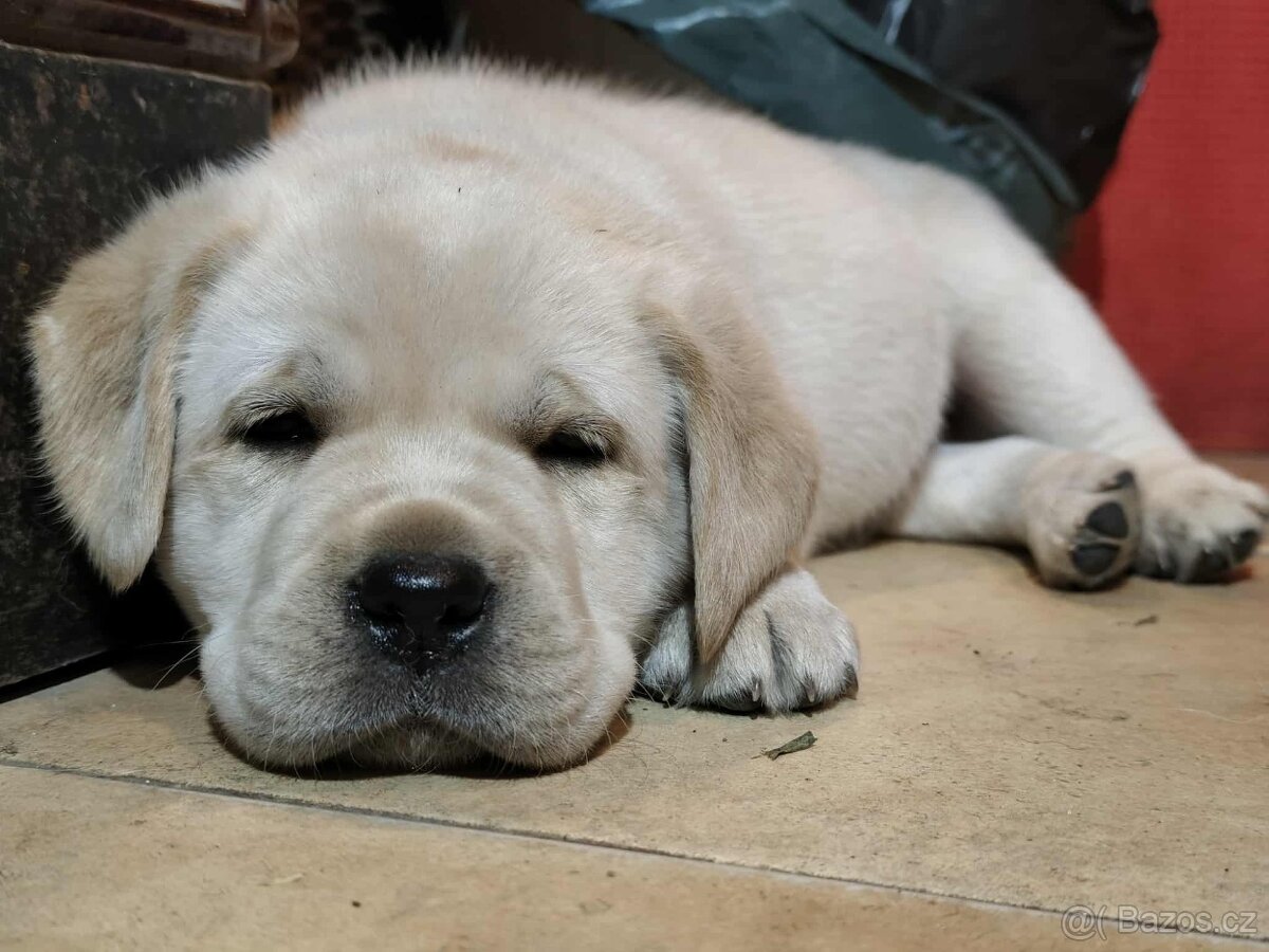 Labradorský retriever - 5