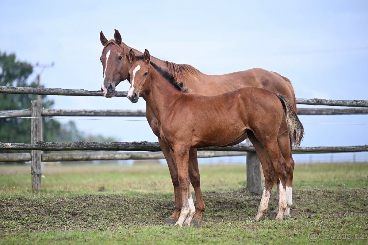 Chovná klisna s vynikajícím původem a sportovní výkonností - 5