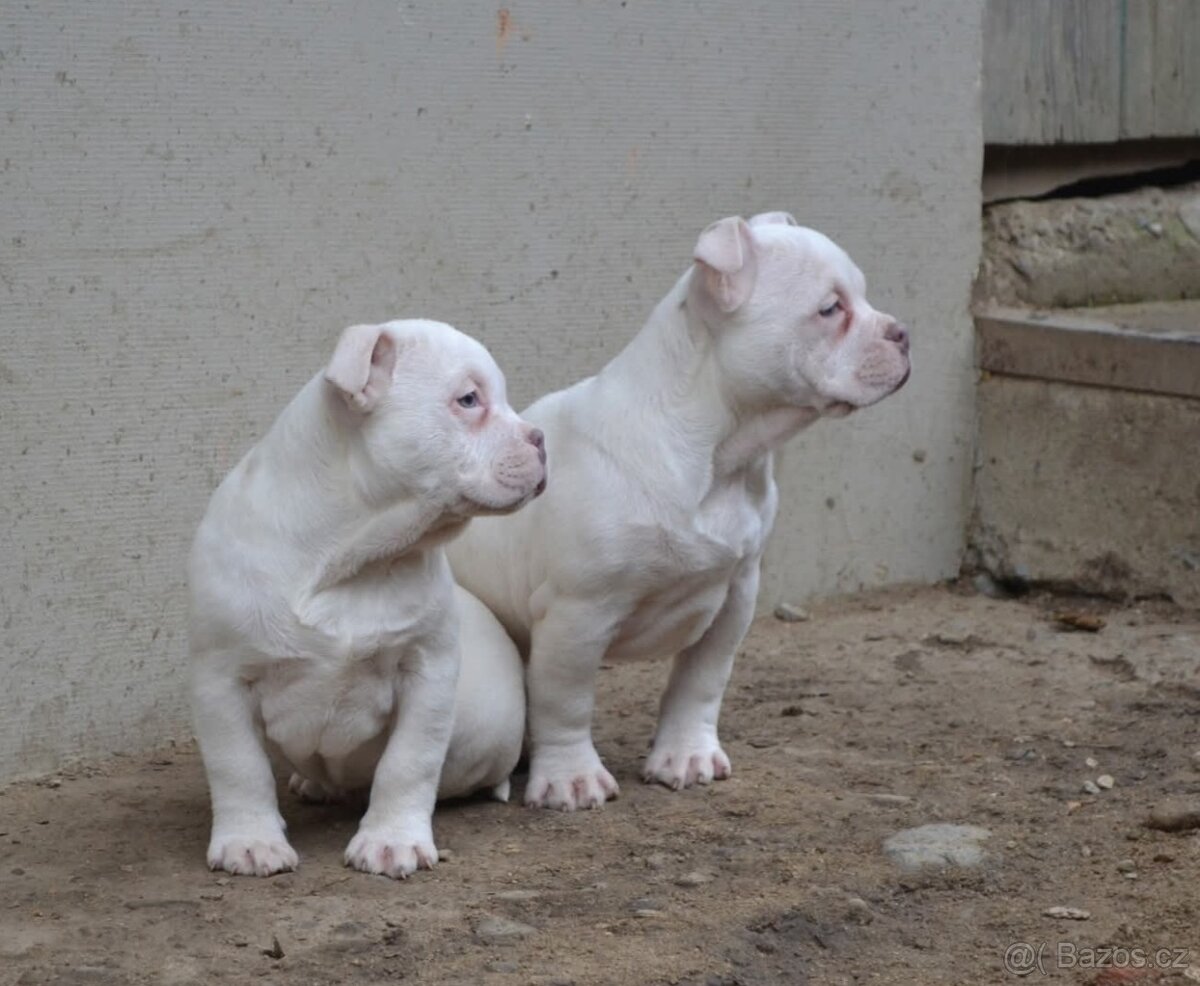 American bully pocket / standard - 5