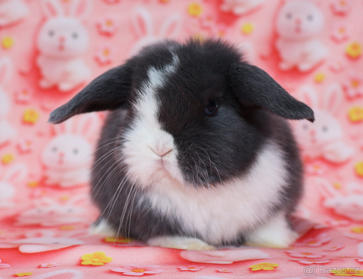 Zakrslý modrooký beránek - samička . - 5