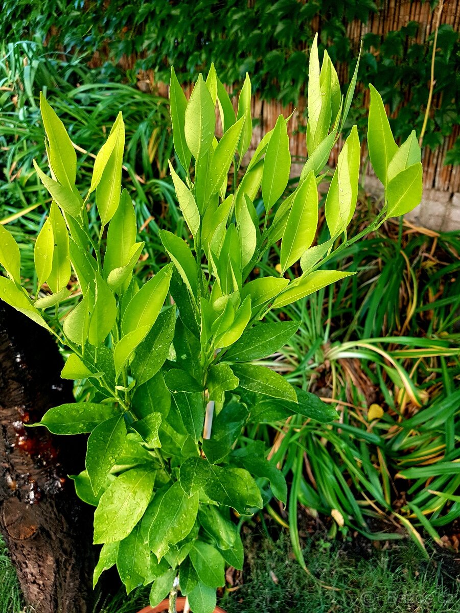 Mandarinka, citrusy, Satsuma Okitsu - 5