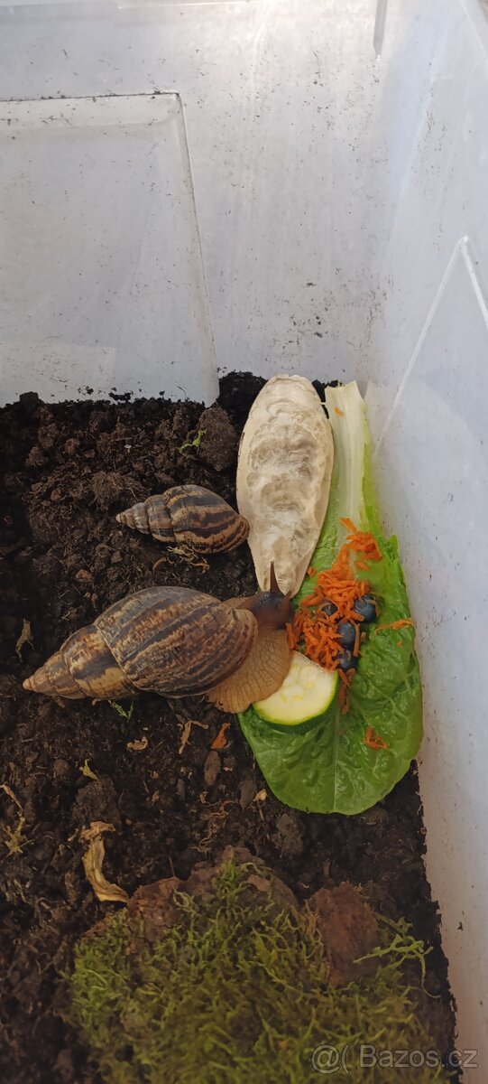 Afričtí šneci - 5