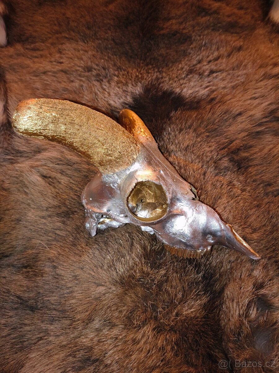 Originální dekorace – mufloní lebka - 5