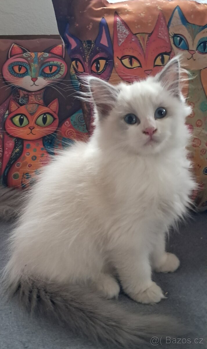 Koťátka ragdoll s PP (FIFE) - 5