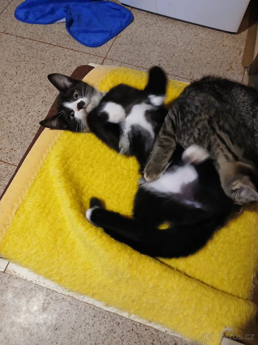 Darujeme koťátka - 5