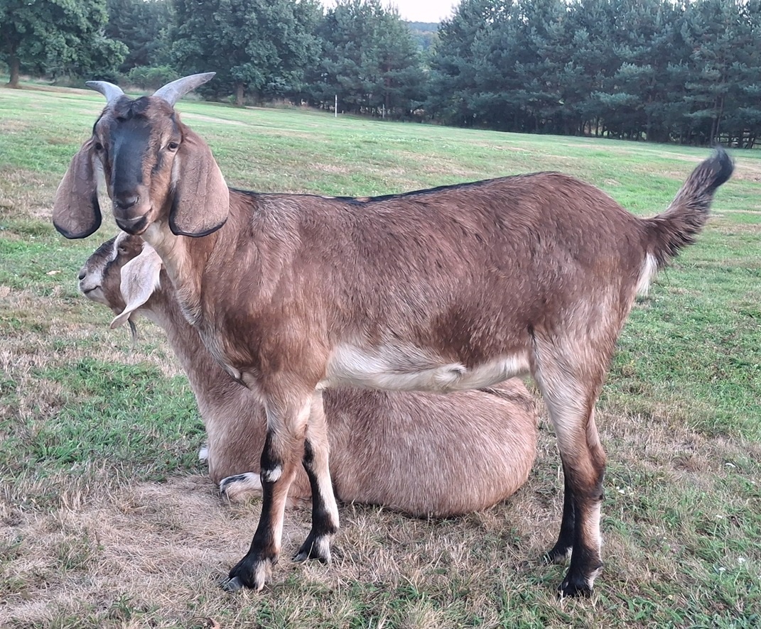 Kozička podílová anglonubijská - 5