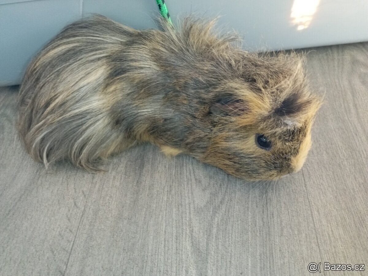 Morčata - samečci - 5