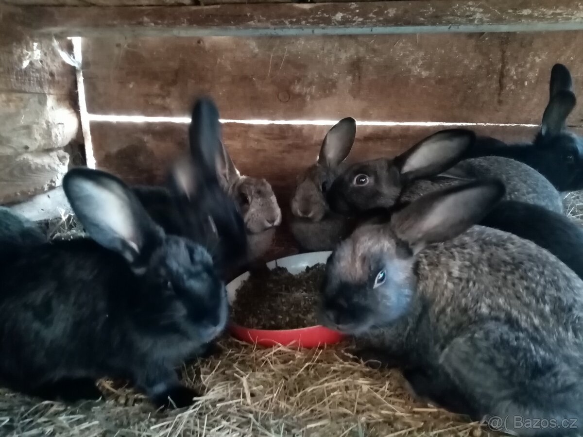 Králíci VSS x BURGUNDSKÝ - 5