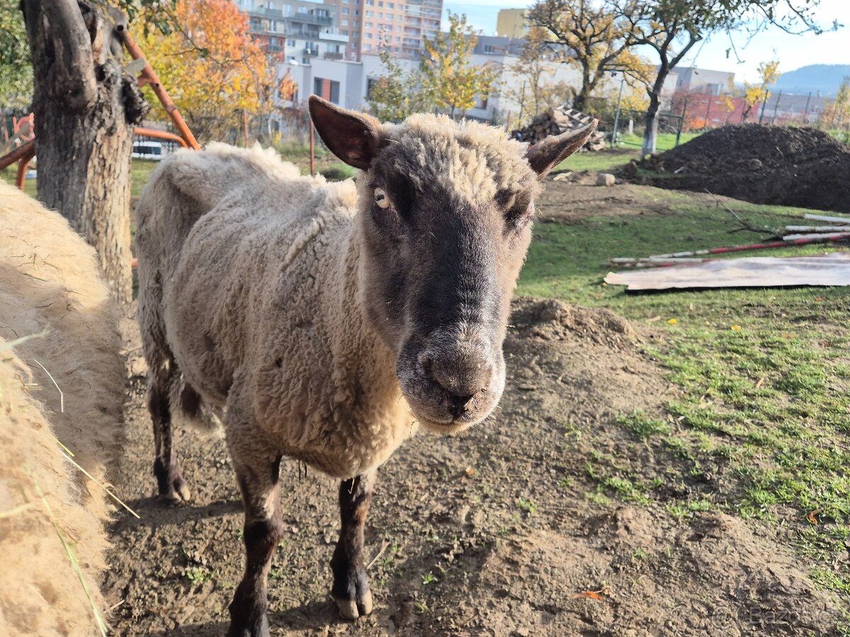 Plemenný beran Clun forest - 5
