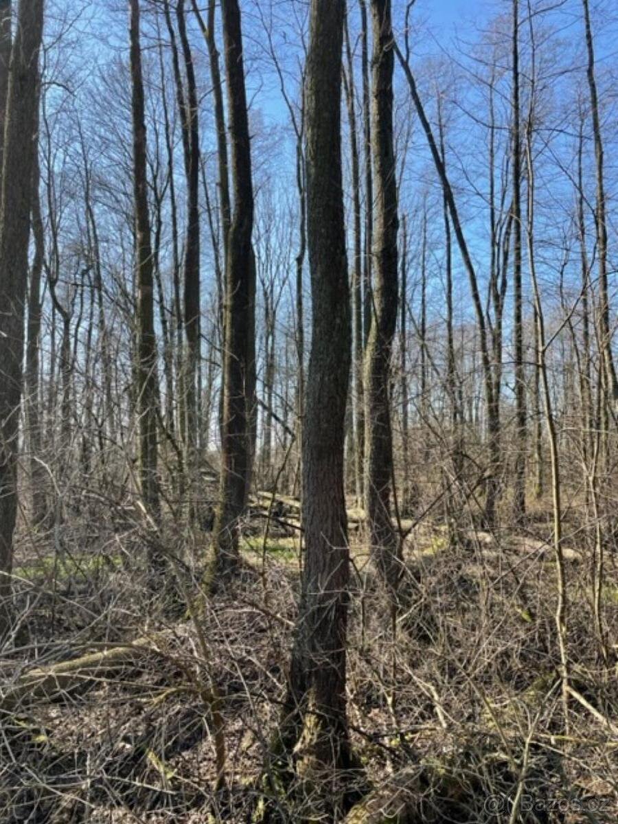 Prodám pozemky v k.ú. Starý Ples - 5