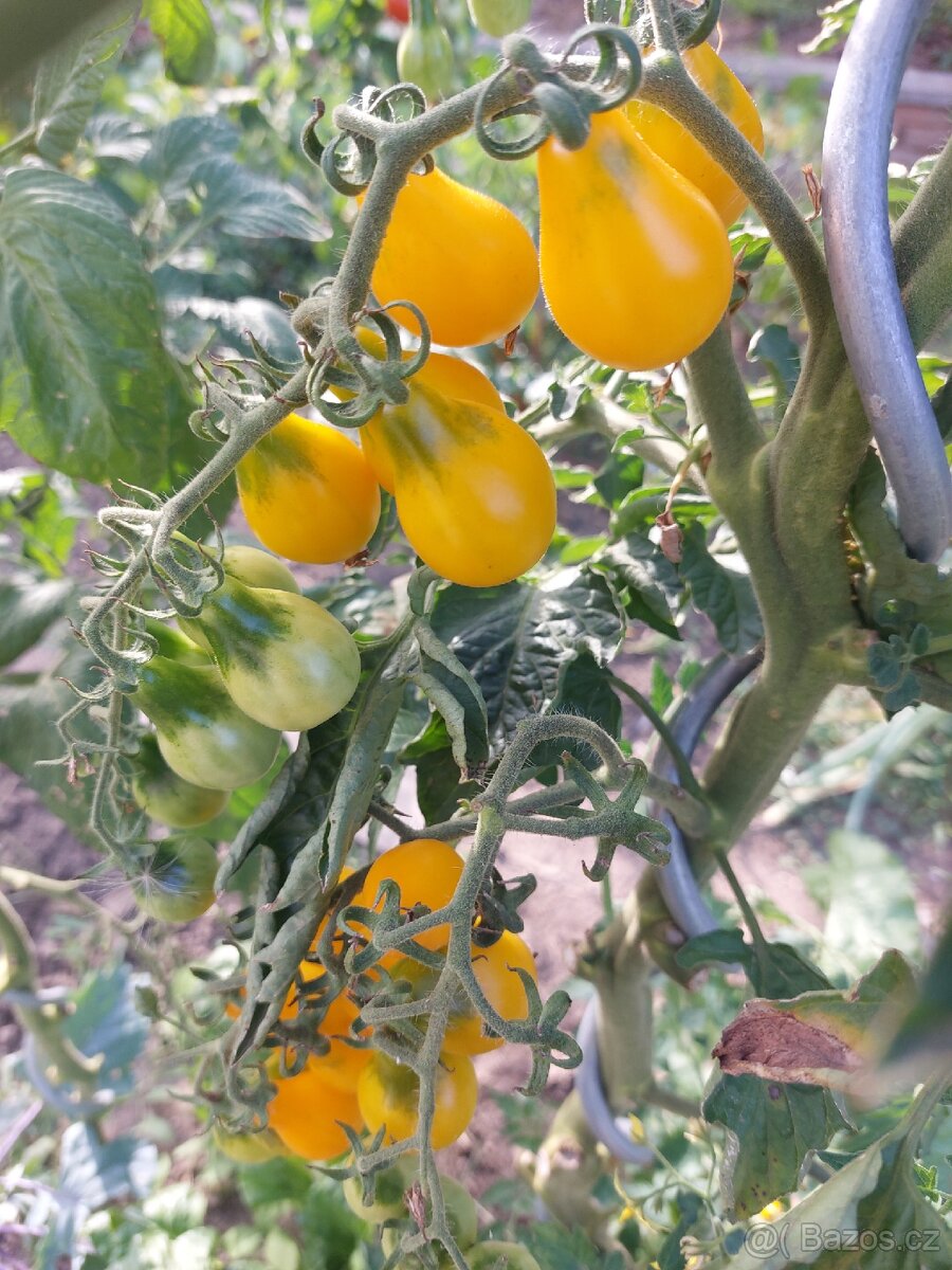 Sazenice rajčata - 5