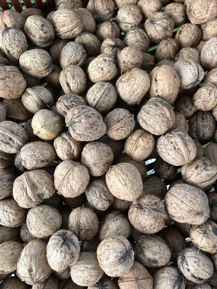Neloupané letošní vlašské ořechy - 5