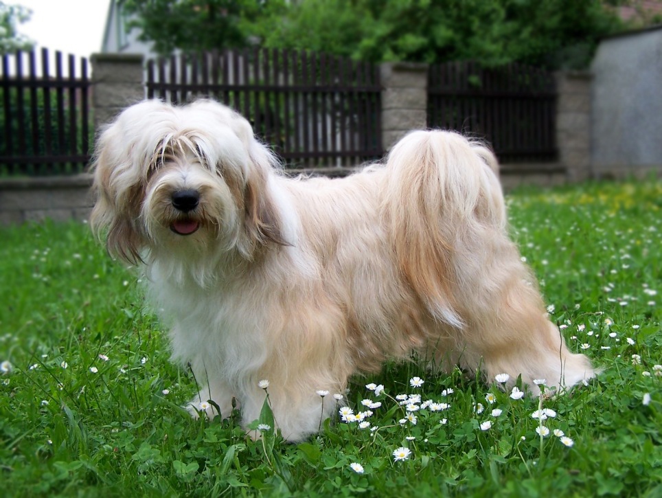 Tibetský teriér s PP - 5