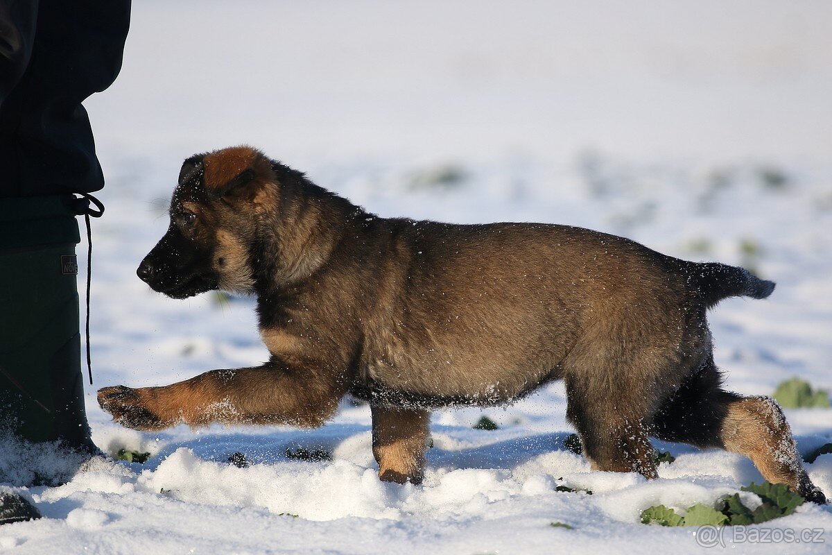 Německý ovčák s PP - štěňata k odběru - 5