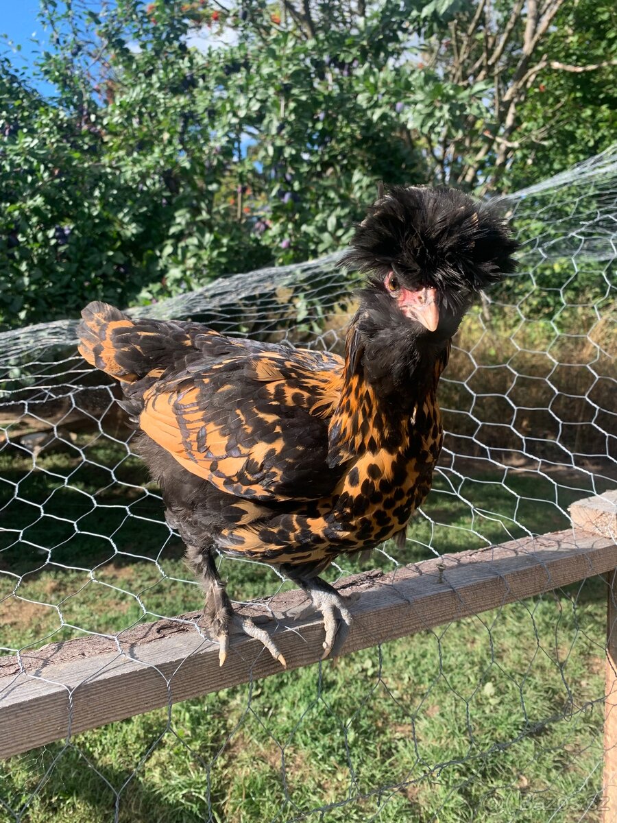 Pavlovská slepice “PAVLOVKA” - 5