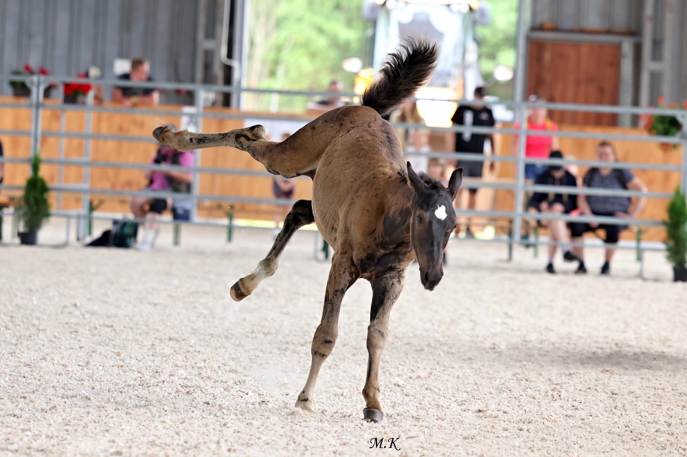 Prodám hřebečka - 5