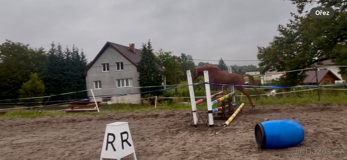 Tříletý pony sšp - 5