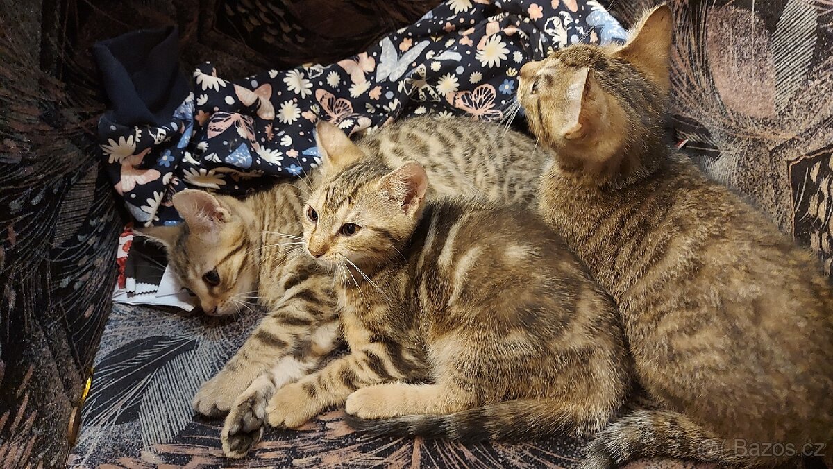 Daruji 2 koťátka (2 holky) - 5