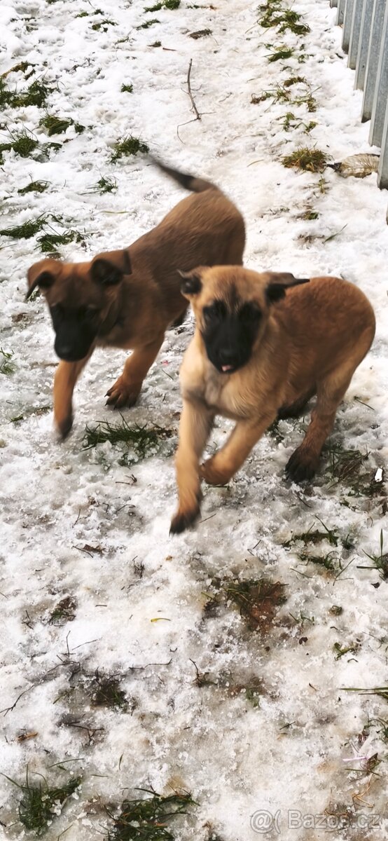Belgický ovčák malinois - 5