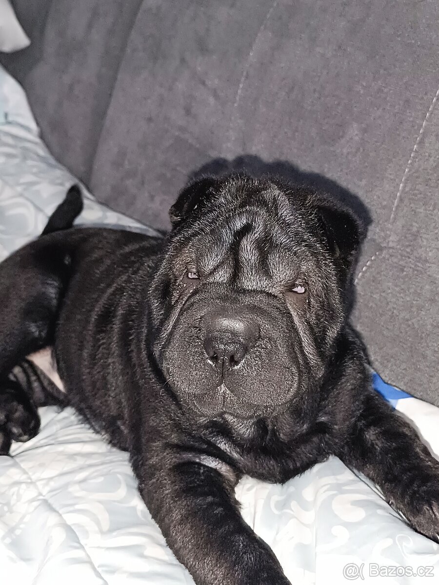 Šarpej 3 měsíce. - 5