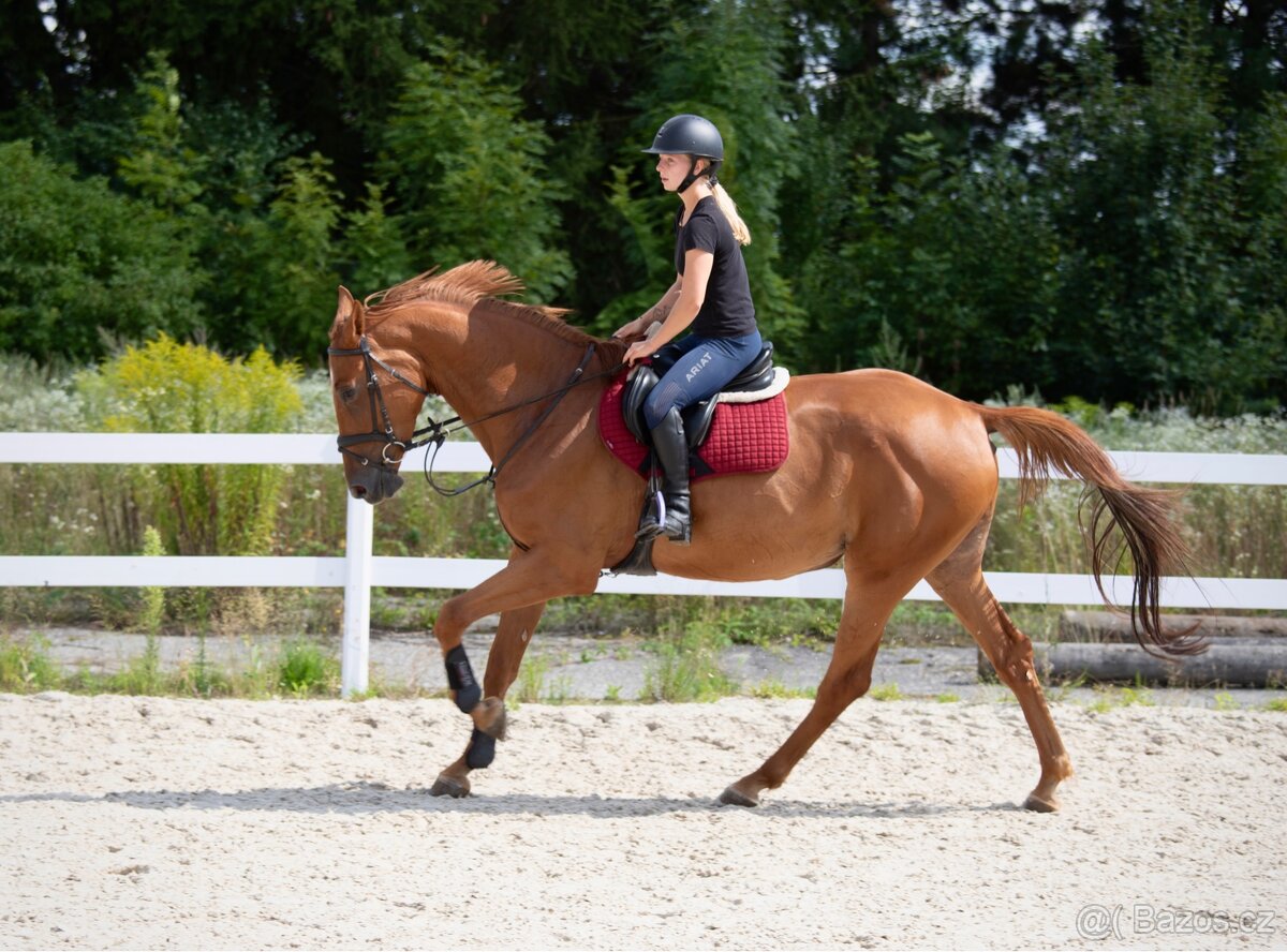 PRODÁME VÍCE MLADÝCH KONÍ - 5