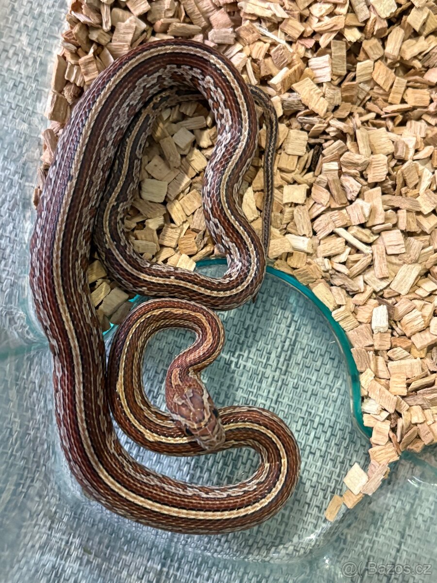 🐍 HAD - užovka - samec - 5