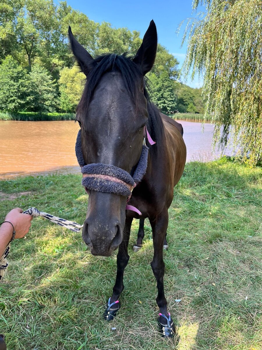Pasování botek pro koně: - 5