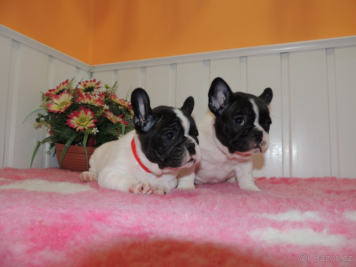 Francouzský buldoček S PP. - 5