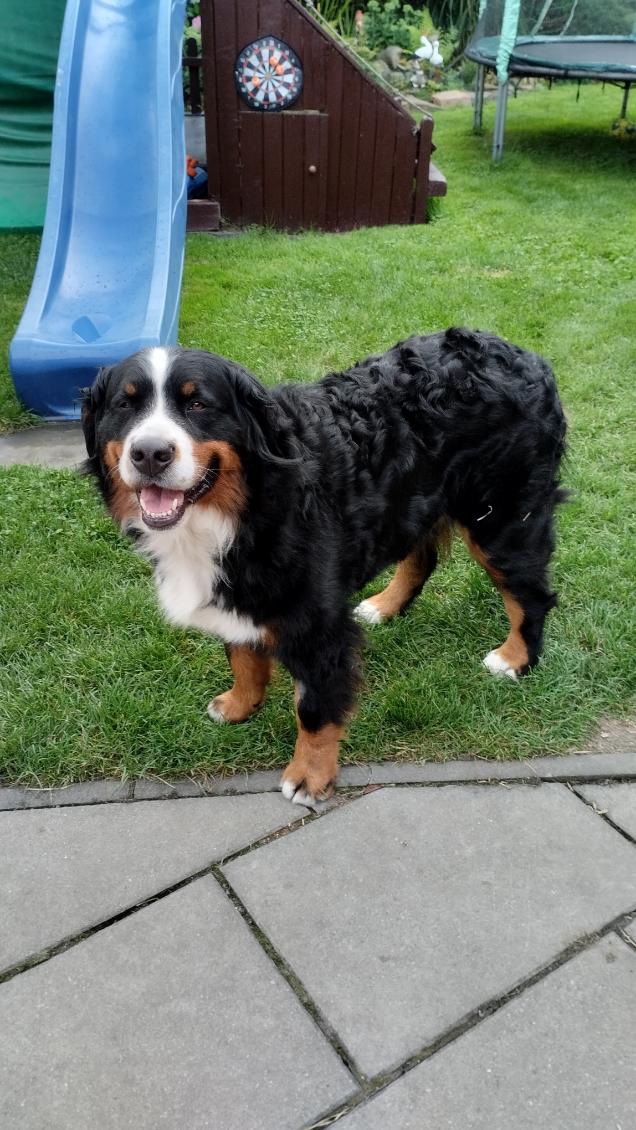 Šťěňata Bernský salašnický pes bez Pp - 5