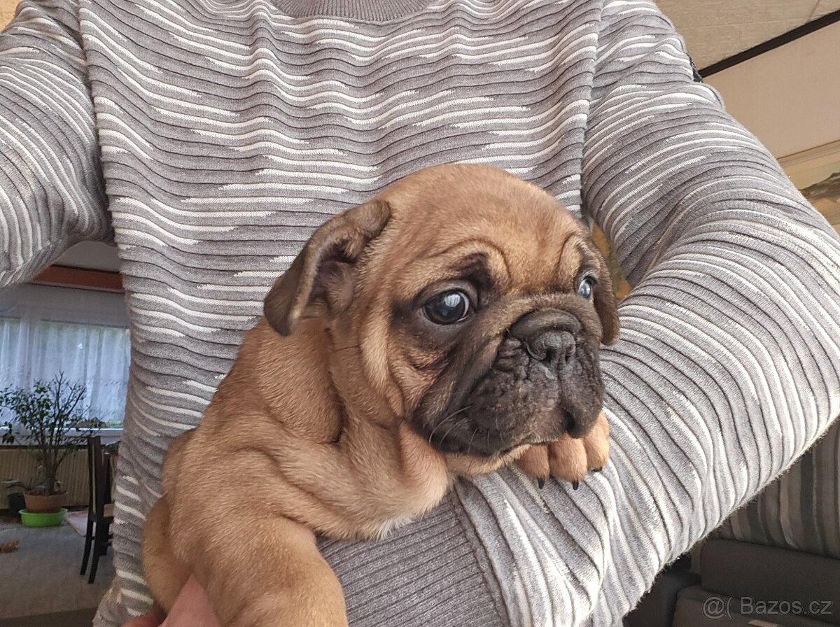 Francouzský buldoček - 5