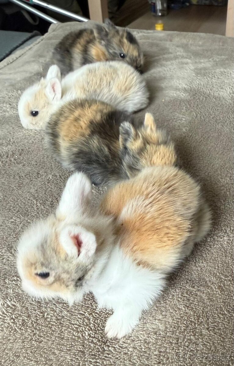 Zakrslý kralik Lvíček - 5