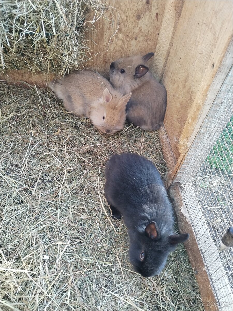 Zakrslí králíčci - 5