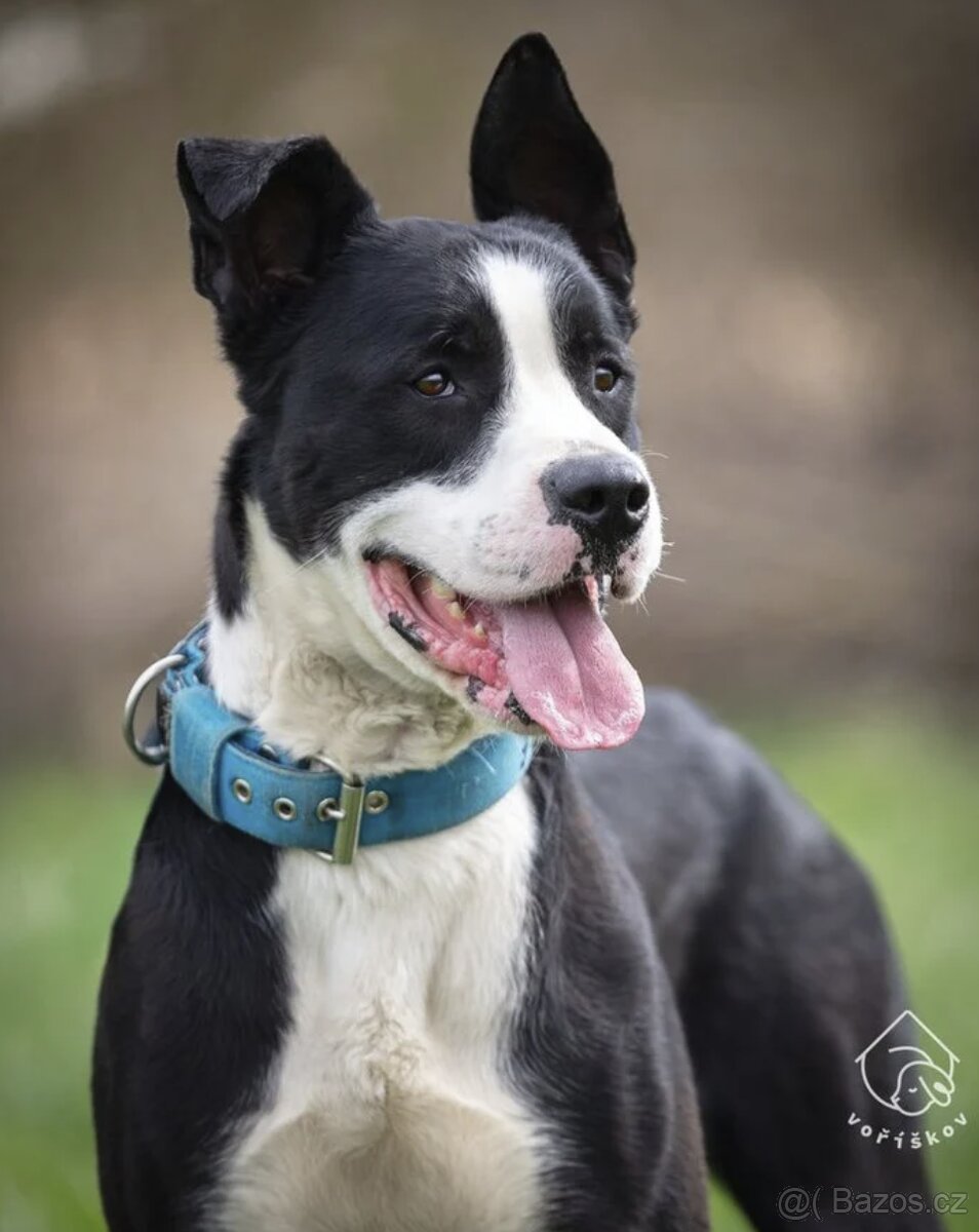 Kříženec molose - 5