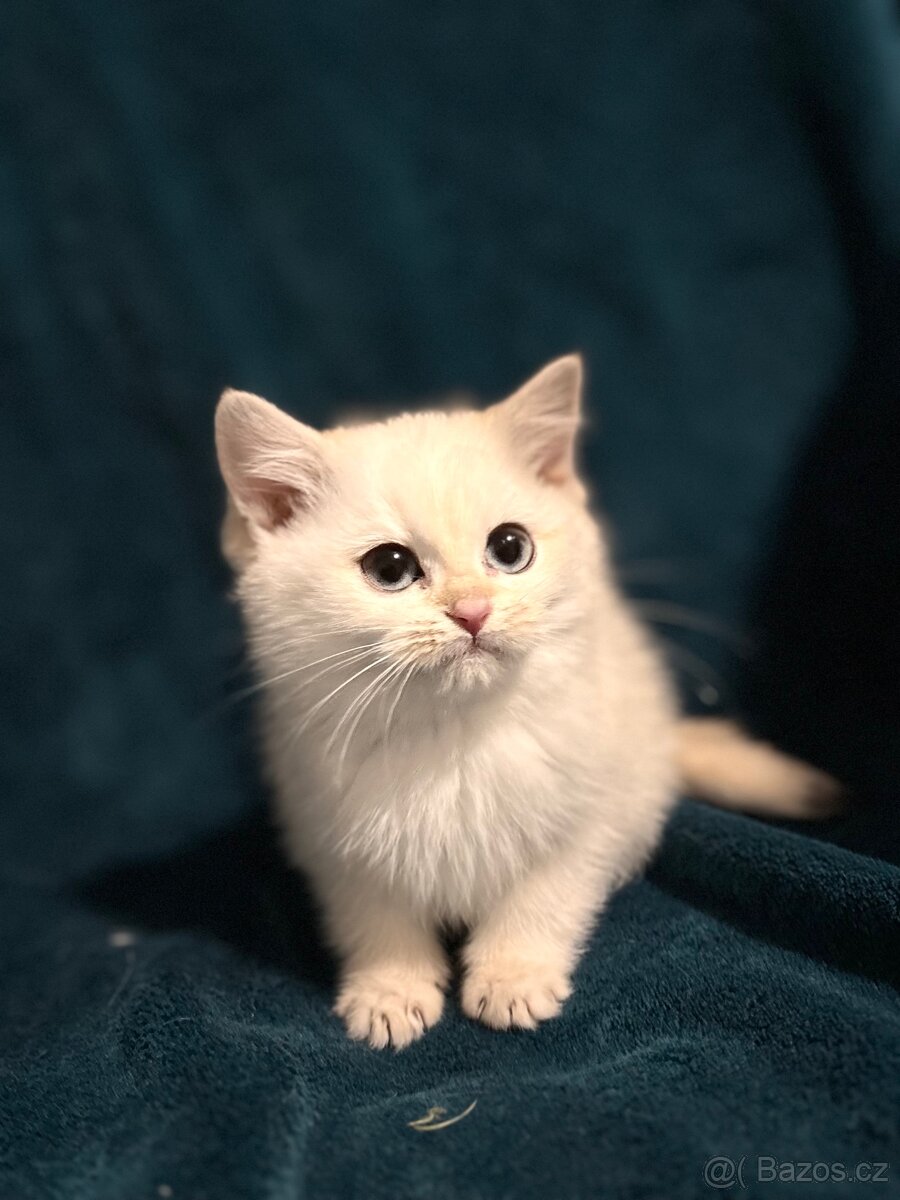 Britské kotě bílá činčila - 5