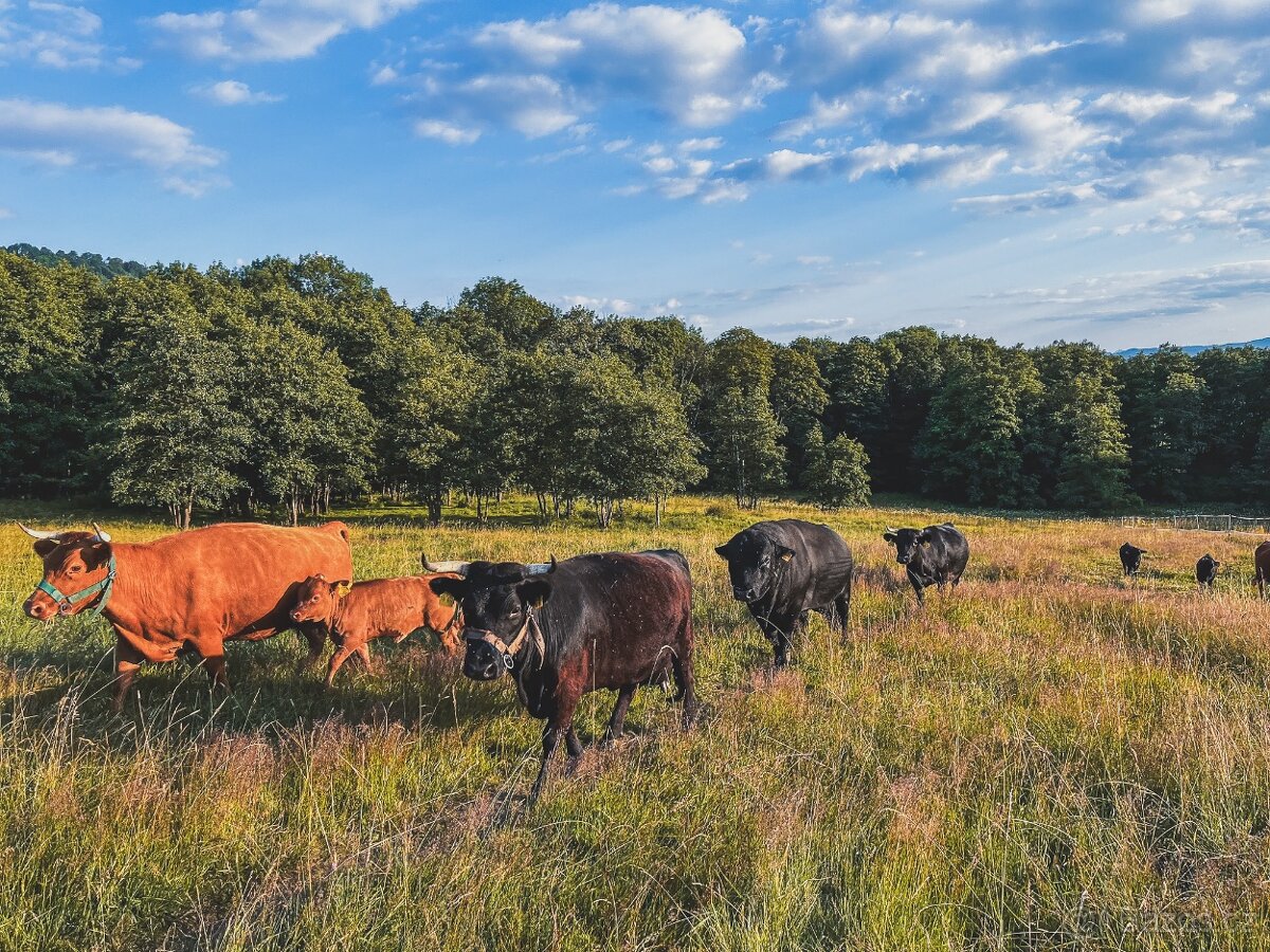 Rezervace na dexter jalovice s POP na rok 2026 - 5