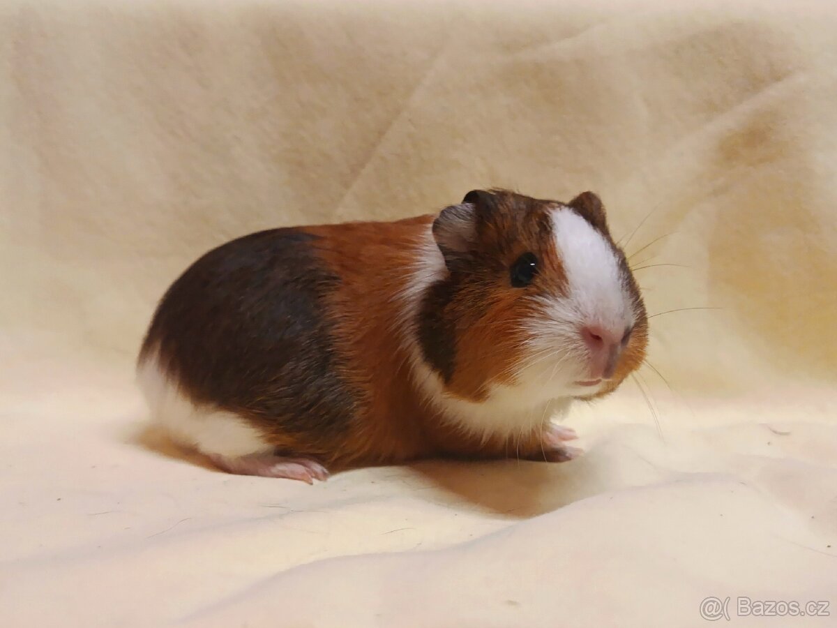 Samička morče ♀️ - 5