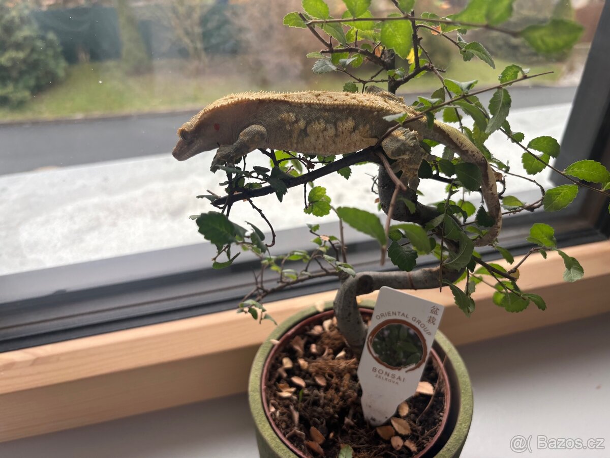 Pagekoni terarium + 3 gekoni - 5