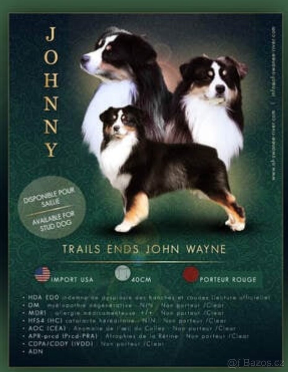 Miniaturní americký ovčák - trikolorní kluci - 5