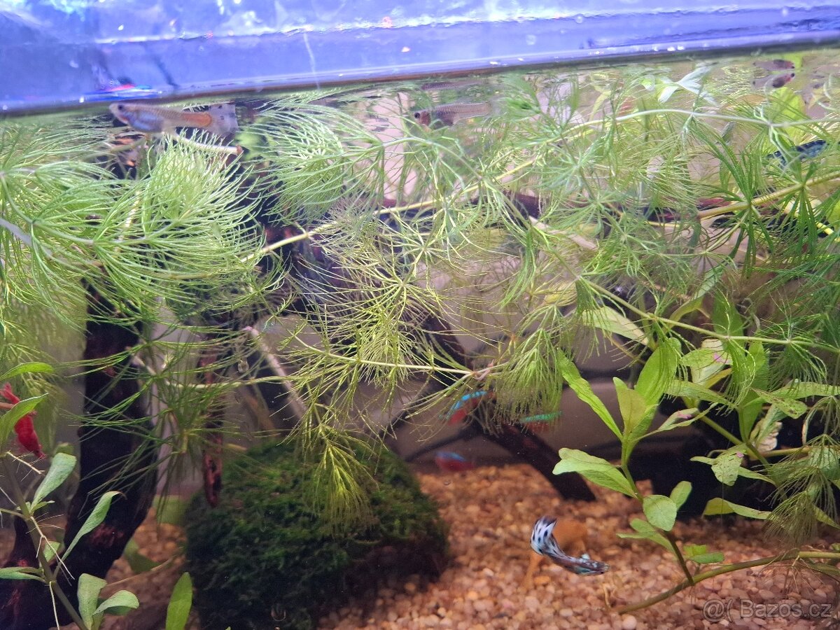 Paví očka, ancistrus, neonky - 5